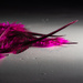 Feathers by darchibald