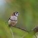 Double-Barred Finch by leggzy