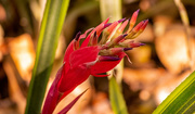 1st Mar 2025 - Flower!