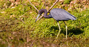 1st Mar 2025 - Little Blue Heron!