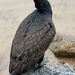 Cormorant, Mossy Point