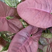 2nd Mar 2025 - Syngonium 
