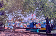 13th Feb 2025 - Boats in Negombo. 