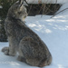 Canada Lynx  by radiogirl
