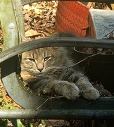 2nd Mar 2025 - Feral Cat Sunning