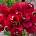 3 1  Bougainvillea