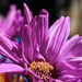 Pink 1 by k9photo