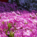Phlox