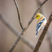 I had some gold finches today!