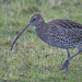 Curlew
