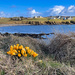 Crocus on the Banks