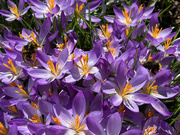 26th Feb 2025 - Two Bees