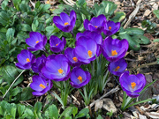 27th Feb 2025 - More Crocuses