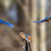 Flight of Fancy by kvphoto