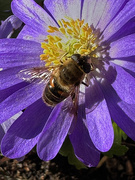 1st Mar 2025 - Bee