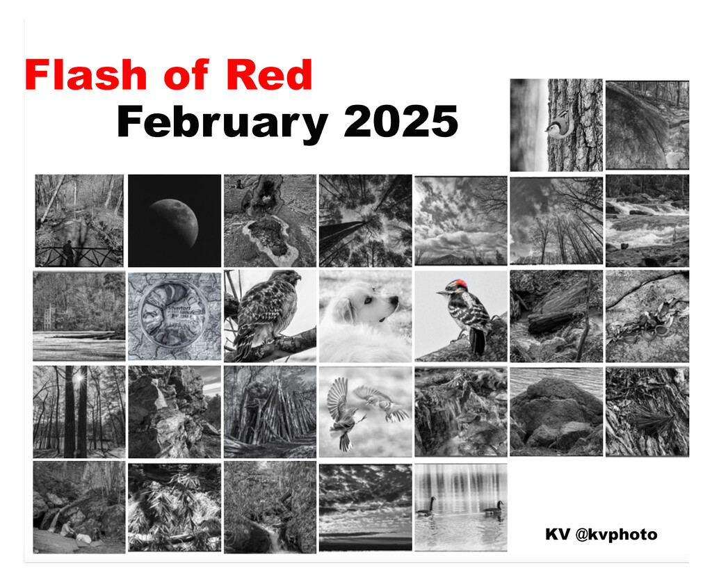 Flash of Red by kvphoto