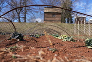 1st Mar 2025 - Growing Cabbage