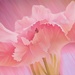 Carnation with insect~~~~