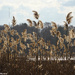 Winter Reeds by falcon11