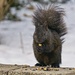 Squirrel Proof ?  by gardencat