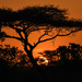 Kenya Sunrise by kareenking