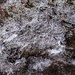 Ice flow  by darchibald