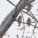 Three Birds
