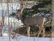 2nd Mar 2025 - Foraging Mule Deer