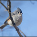 Chilly Titmouse