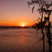 Sunset by the Trees! by rickster549
