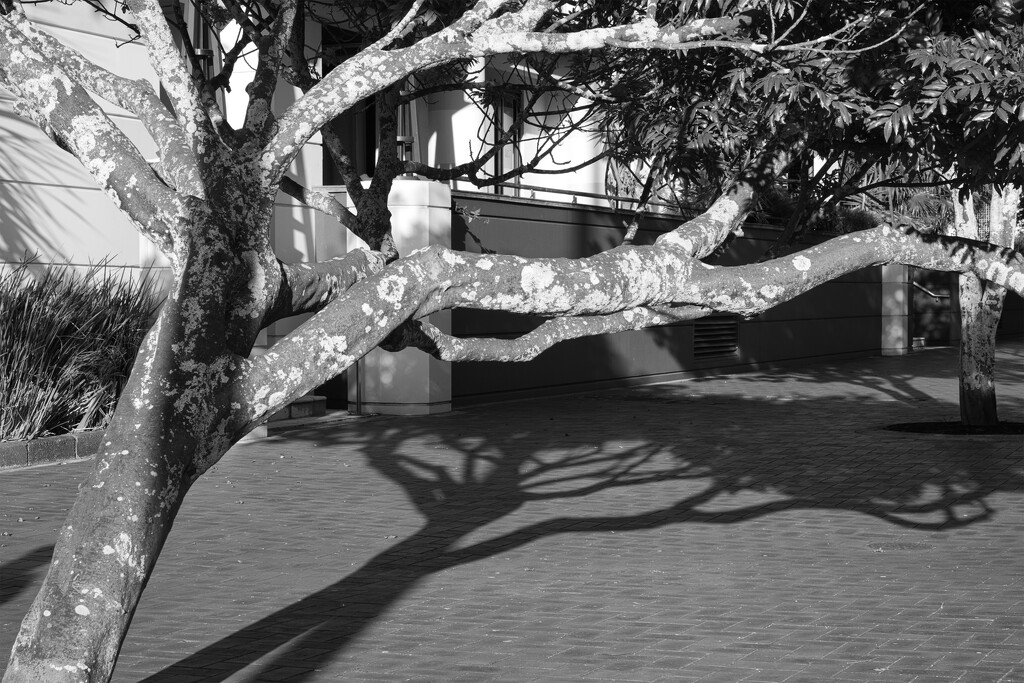 Shadow shapes by dkbarnett