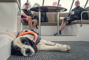 3rd Mar 2025 - Dolphin Dog Duty