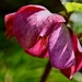 Hellebore  by wakelys