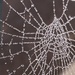 Winter web by lizgooster