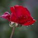 Rose, Raindrops and Bokeh PA136063 by merrelyn