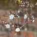 Blossom