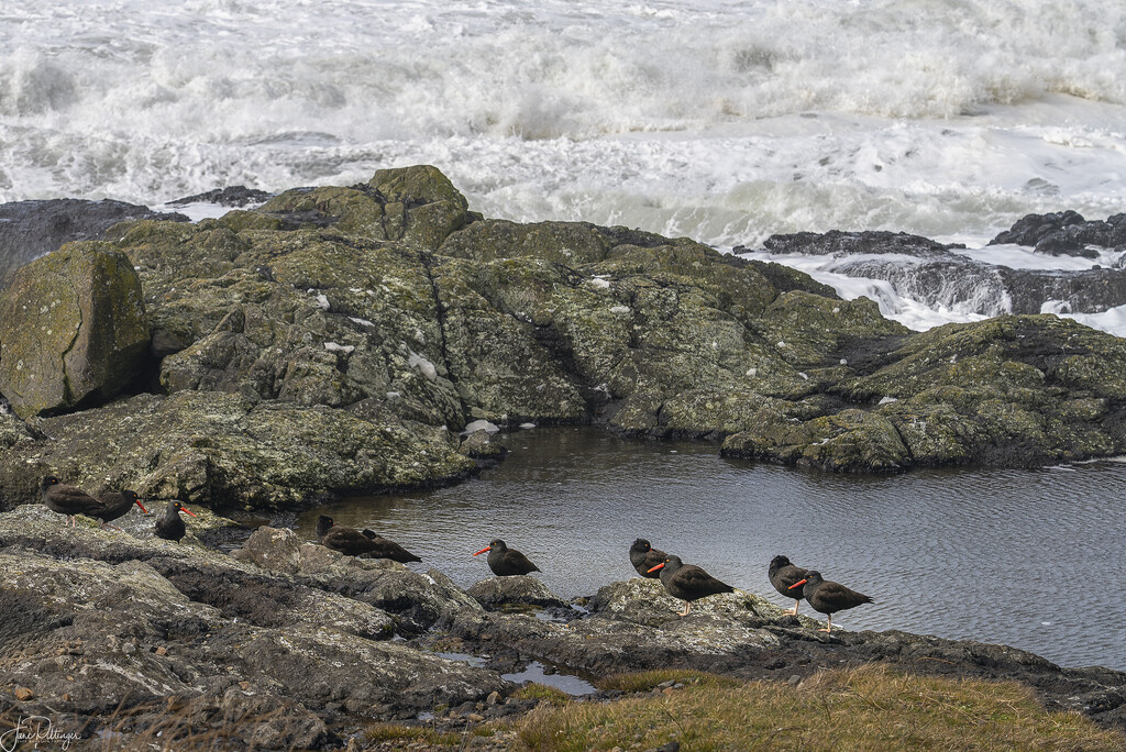 Oyster Catchers by jgpittenger