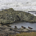 Oyster Catchers