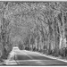 Lime tree alley by haskar