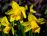 3rd Mar 2025 - Rainbow yellow