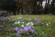 1st Mar 2025 - welcome March