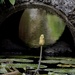 Water Lily Under the Bridge  by cocokinetic
