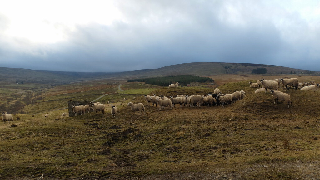 time for some more sheep by minsky365