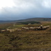 time for some more sheep