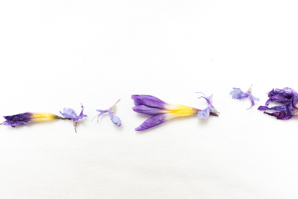Crocus and rosemary blooms by cristinaledesma33