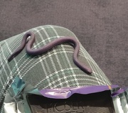1st Mar 2025 - purple