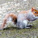 Grey Squirrel by pcoulson