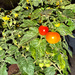 3 2 Cherry Tomatoes