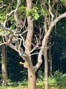 18th Feb 2025 - Blue bird. 