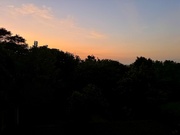 20th Feb 2025 - Sunset in the jungle. 